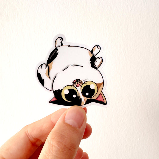 Cat Breed - Upside Down Cat - Calico
